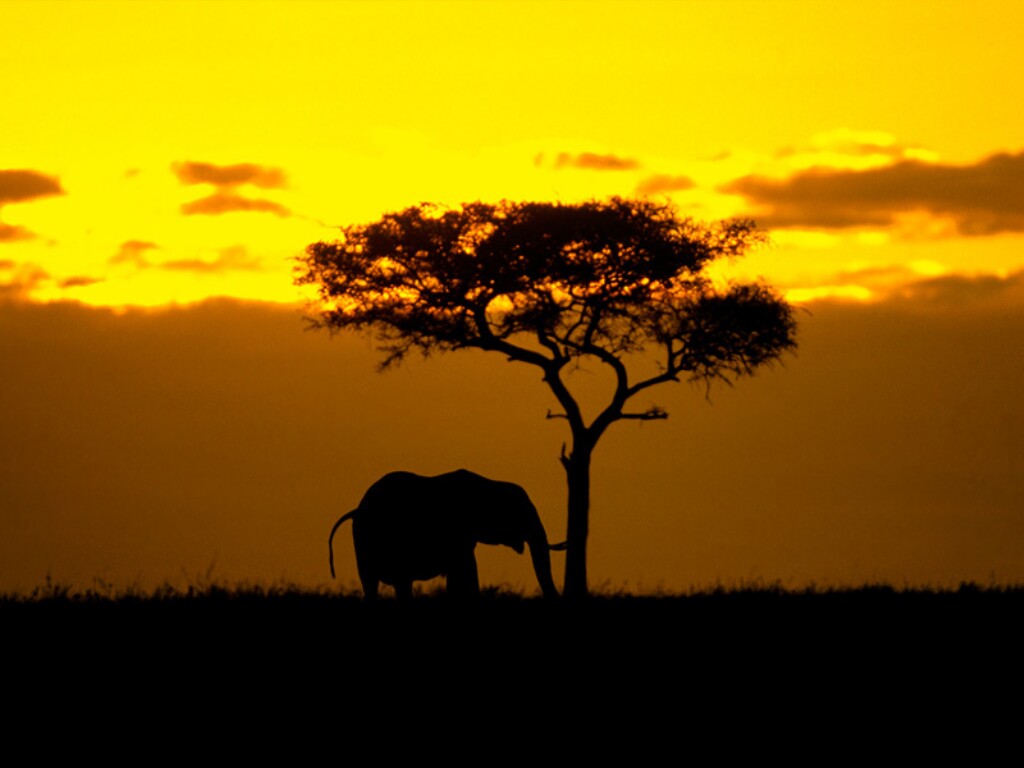 sud africa elefante